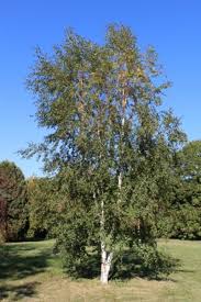 Attēlu rezultāti vaicājumam “Betula pubescens”