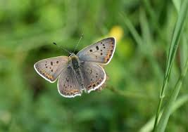 Attēlu rezultāti vaicājumam “Lycaena tityrus male”
