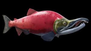 Image result for Oncorhynchus nerka