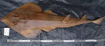 Image result for Rhinobatos rhinobatos