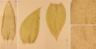 Attēlu rezultāti vaicājumam “Plagiothecium sp.”