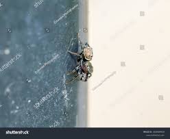 Attēlu rezultāti vaicājumam “Heliophanus sp.”