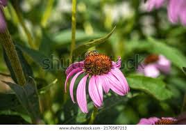 Attēlu rezultāti vaicājumam “Echinacea purpurea leaf”