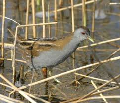 Image result for Porzana parva