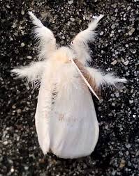 Attēlu rezultāti vaicājumam “Euproctis similis imago”