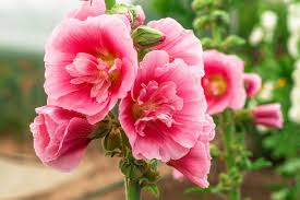 Image result for Alcea (althaea) rosea