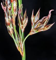 Attēlu rezultāti vaicājumam “Juncus inflexus bud”