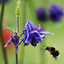 Attēlu rezultāti vaicājumam “Aquilegia vulgaris bud”
