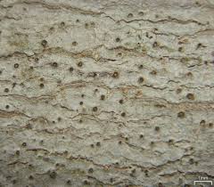 Attēlu rezultāti vaicājumam “Thelotrema lepadinum”