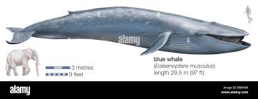 Image result for Balaenoptera musculus