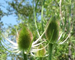 Attēlu rezultāti vaicājumam “Dipsacus fullonum flower”