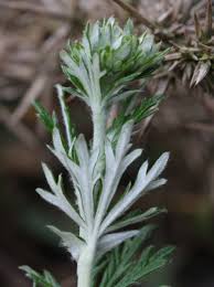 Image result for Potentilla argentea