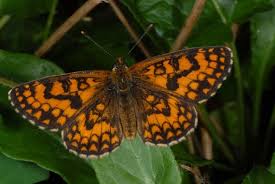 Attēlu rezultāti vaicājumam “Melitaea diamina upperside”