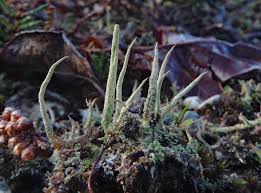 Attēlu rezultāti vaicājumam “Cladonia floerkeana”