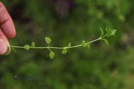 Attēlu rezultāti vaicājumam “Stellaria media bud”