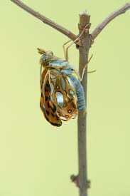 Attēlu rezultāti vaicājumam “Issoria lathonia underside”