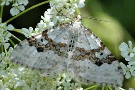 Attēlu rezultāti vaicājumam “Xanthorhoe montanata”