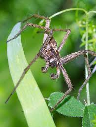 Attēlu rezultāti vaicājumam “Pisaura mirabilis cocoon”