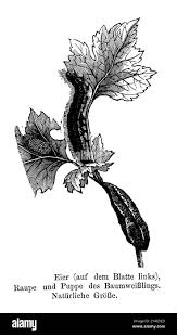 Attēlu rezultāti vaicājumam “Aporia crataegi pupa”