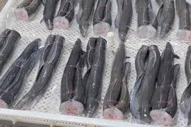 Image result for Anguilla rostrata