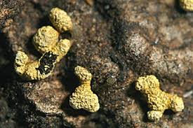 Attēlu rezultāti vaicājumam “Physarum decipiens”