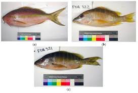 Image result for Ocyurus chrysurus