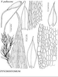 Attēlu rezultāti vaicājumam “Bryum pallescens”