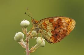 Attēlu rezultāti vaicājumam “Brenthis daphne underside”
