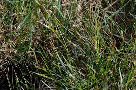 Attēlu rezultāti vaicājumam “Carex hostiana”