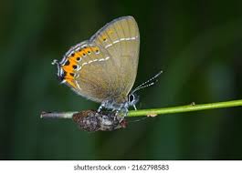 Attēlu rezultāti vaicājumam “Satyrium pruni underside”