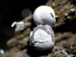 Attēlu rezultāti vaicājumam “Diderma hemisphaericum macro”