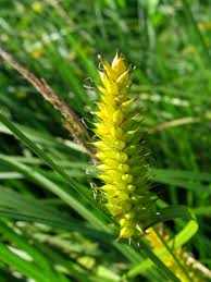 Attēlu rezultāti vaicājumam “Carex vesicaria”