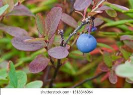 Attēlu rezultāti vaicājumam “Vaccinium uliginosum fruit”
