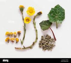 Attēlu rezultāti vaicājumam “Tussilago farfara flower”
