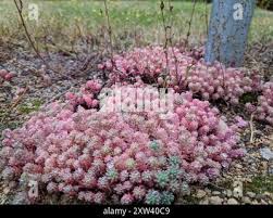 Attēlu rezultāti vaicājumam “Sedum pallidum flower”