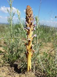 Attēlu rezultāti vaicājumam “Orobanche coerulescens bud”