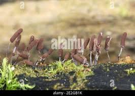 Attēlu rezultāti vaicājumam “Stemonitopsis typhina stalked”