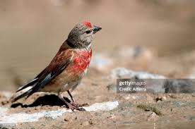 Attēlu rezultāti vaicājumam “Carduelis cannabina male”