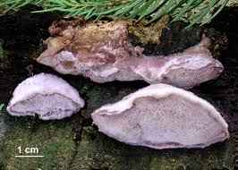 Attēlu rezultāti vaicājumam “Leptoporus mollis”
