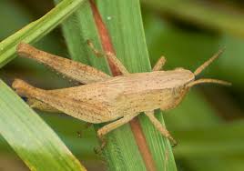 Attēlu rezultāti vaicājumam “Acrididae”