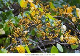 Attēlu rezultāti vaicājumam “Celastrus flagellaris”