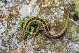 Attēlu rezultāti vaicājumam “Lacerta agilis male”