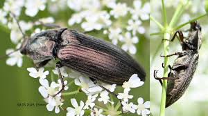 Attēlu rezultāti vaicājumam “Selatosomus cruciatus”