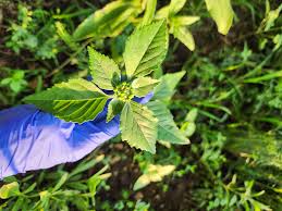 Image result for Leaves Green Bowmen