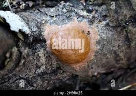 Attēlu rezultāti vaicājumam “Fuligo leviderma plasmodium”