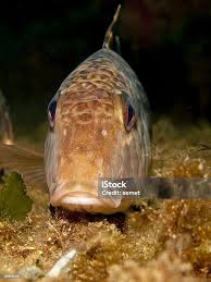 Image result for Mullus surmuletus