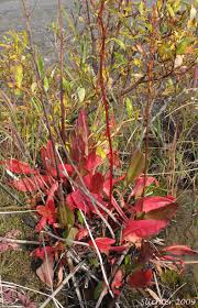 Attēlu rezultāti vaicājumam “Rumex aquaticus”
