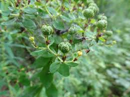 Attēlu rezultāti vaicājumam “Euphorbia palustris fruit”