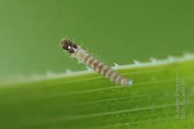 Attēlu rezultāti vaicājumam “Pediasia fascelinella”