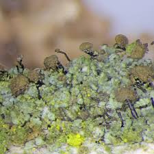 Attēlu rezultāti vaicājumam “Chaenotheca trichialis”